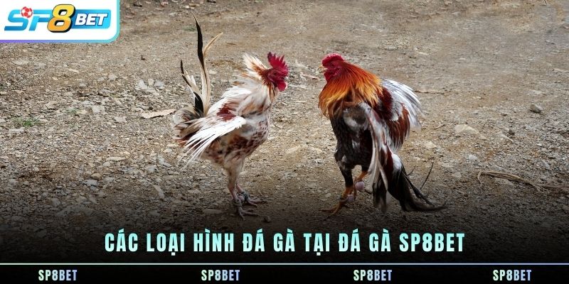 cac-loai-hinh-da-ga-tai-da-ga-sp8bet