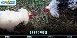 da-ga-sp8bet