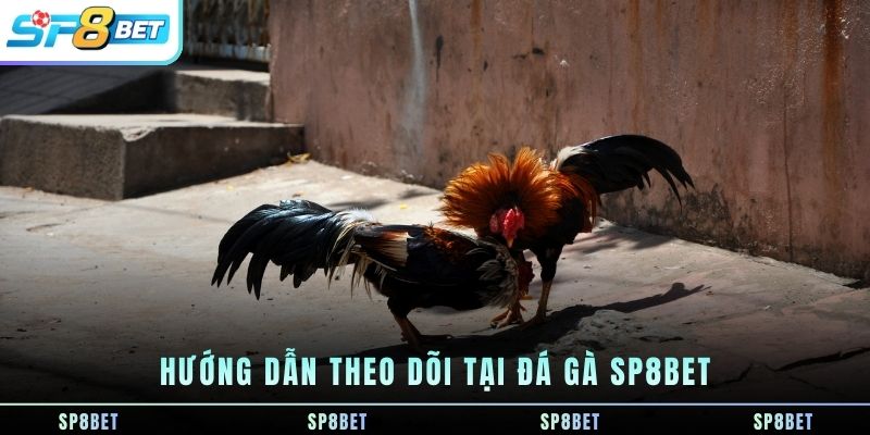 huong-dan-theo-doi-tai-da-ga-sp8bet