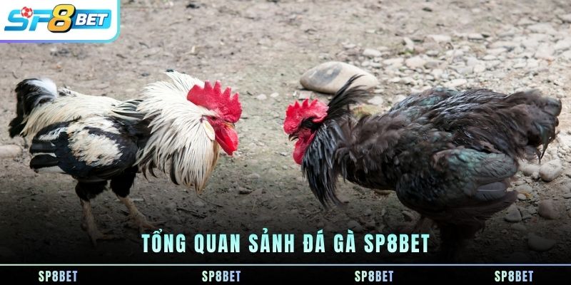 tong-quan-sanh-da-ga-sp8bet
